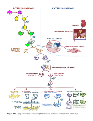 CLOT Cascade MADE EASY - CLOT CASCADE MADE EASY Coagulation factors ...