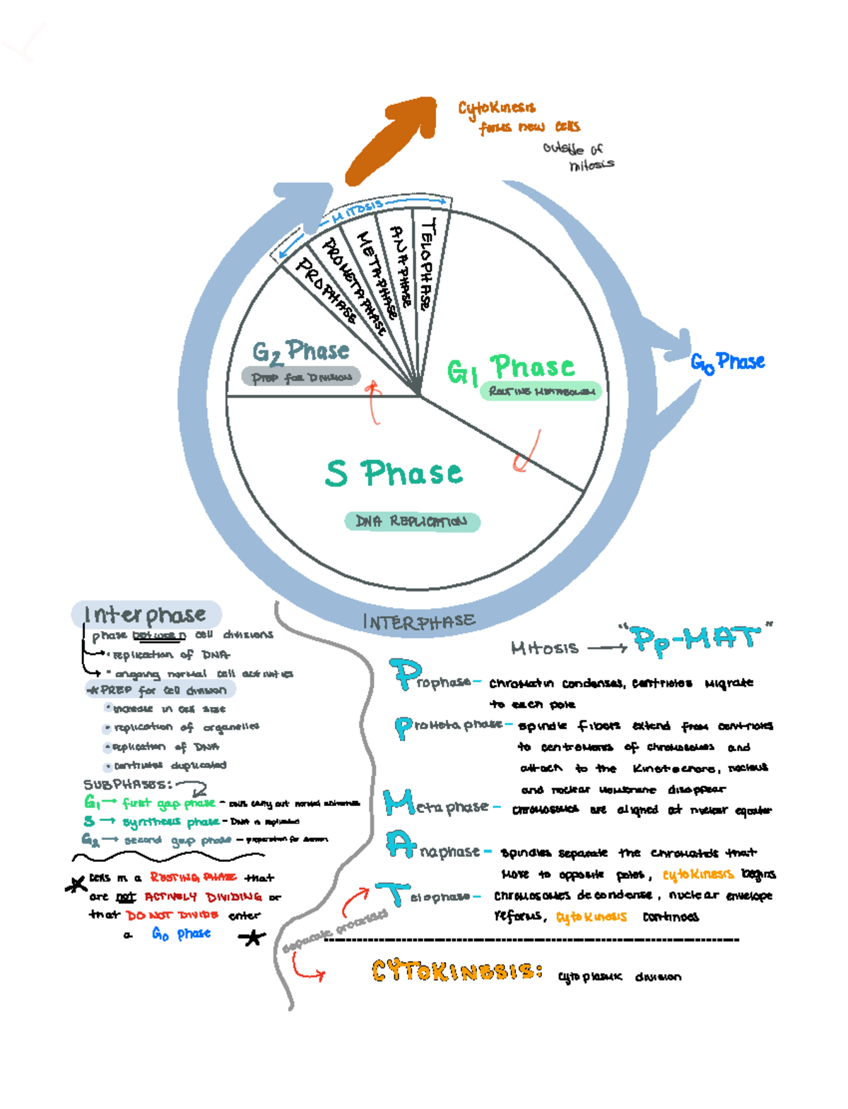 Interphase, gpahse - My Cytokinesis formsnew cells It 8 GzPhase G Phase ...