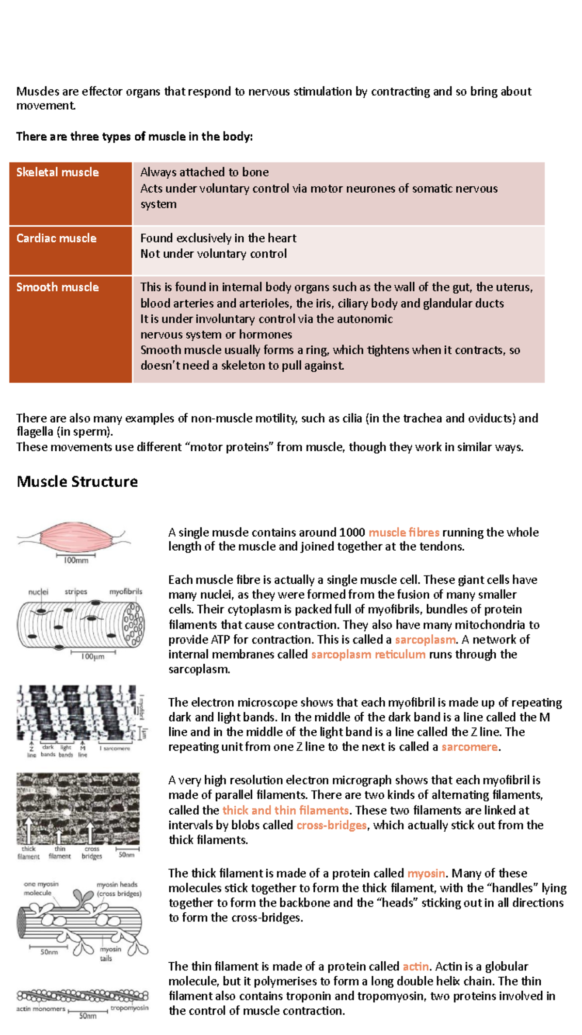 Muscle Contraction - Muscles are effector organs that respond to ...