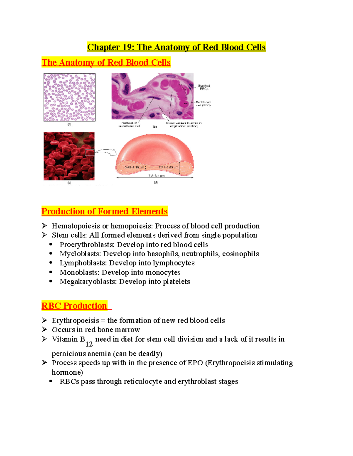Chapter 19 2 - Mr. Aguilar class - Chapter 19: The Anatomy of Red Blood ...