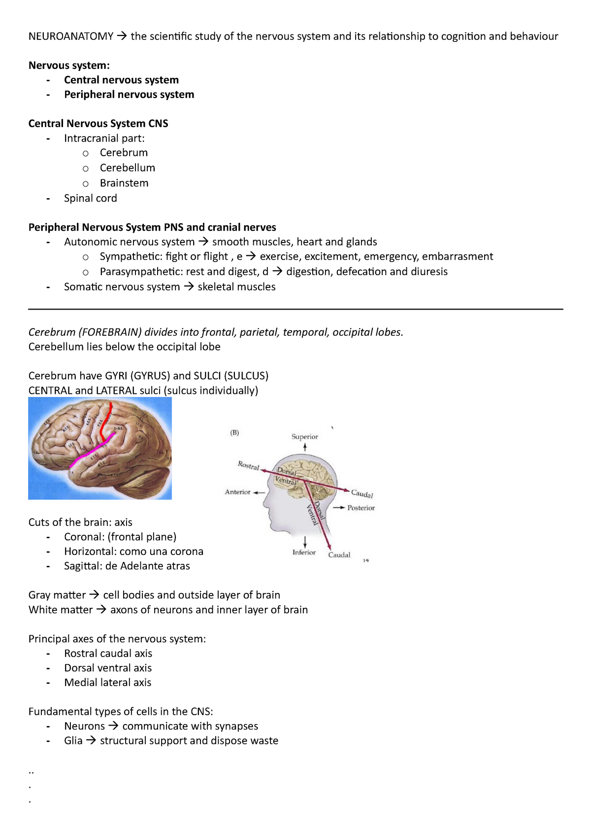 Neuroanatomy - NEUROANATOMY The Scientific Study Of The Nervous System ...