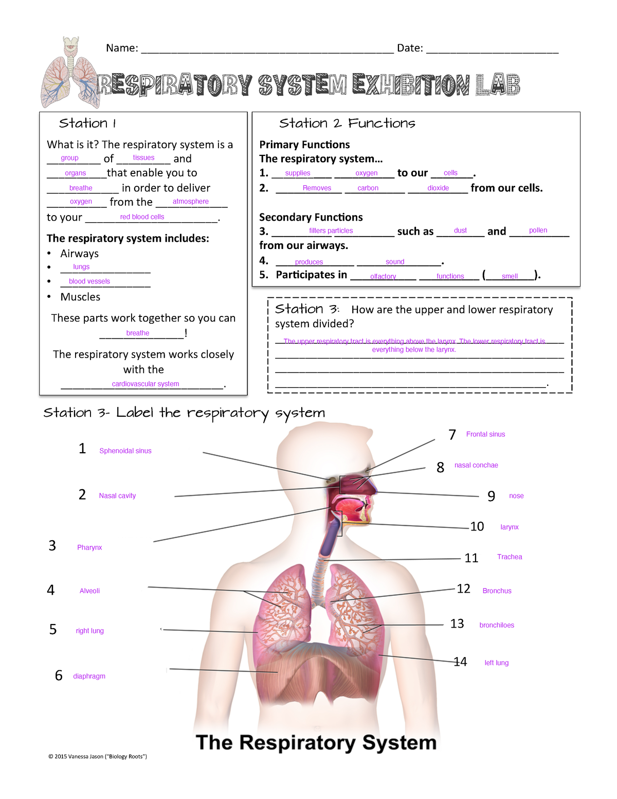 respiratory system assignment answers