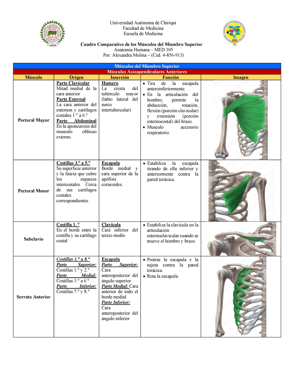 Cuadro De Los Orígenes Inserciones Y Funciones Del Los Músculos De Miembro Superior Warning 8611