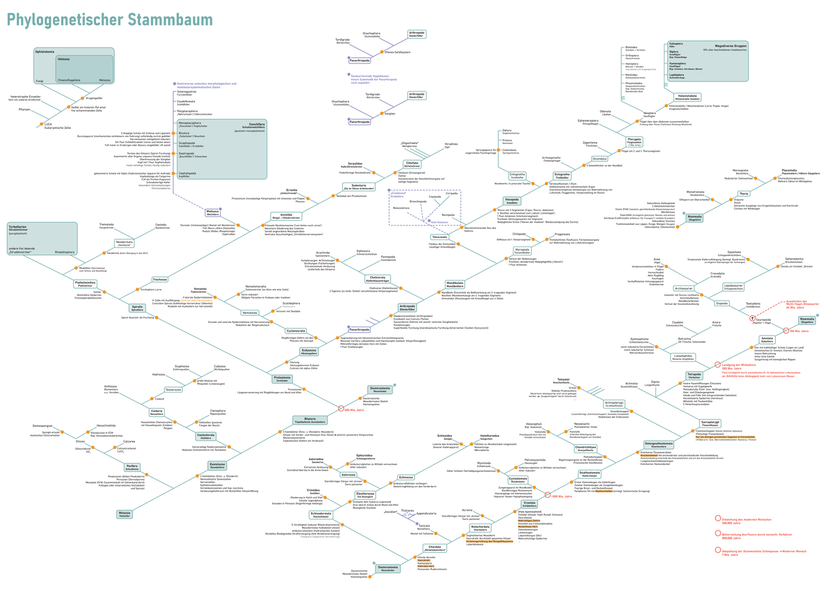 Phylogenetischer Stammbaum Zoologie - LUCA Eukaryotische Zelle Geiflel ...