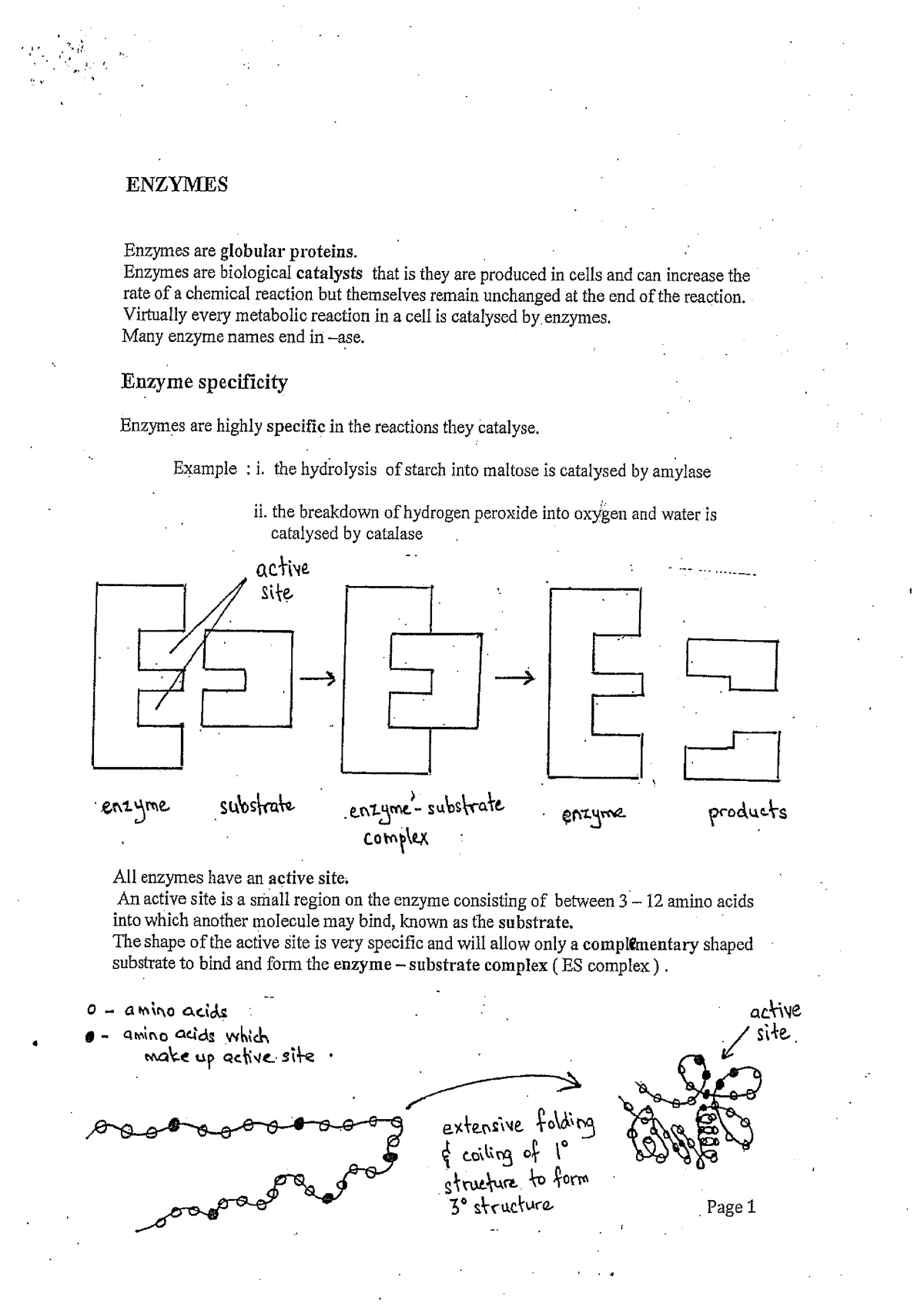 enzymes-a-level-biology-chapter-2-studocu