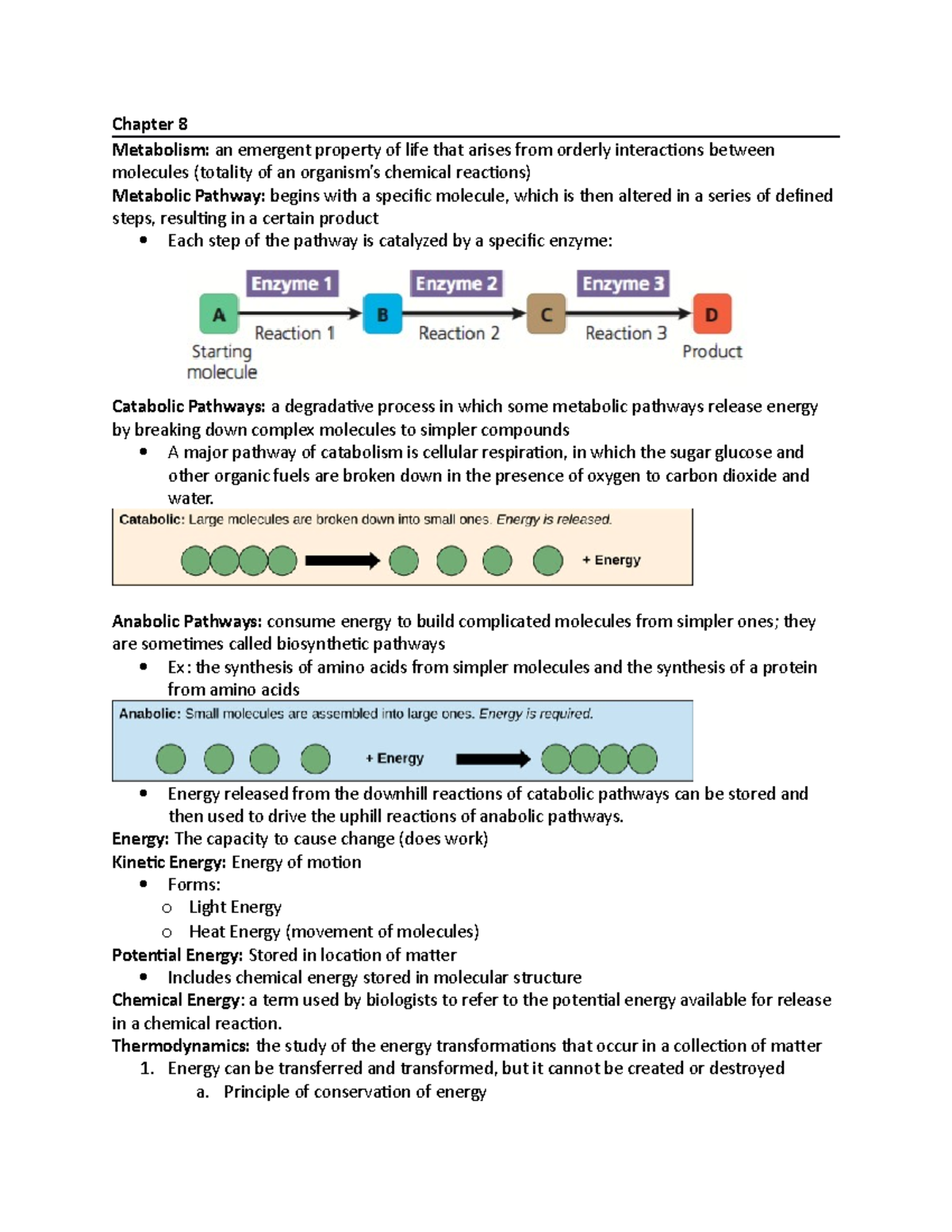 BSC 2010 C - Exam 3 Study Guide - Chapter 8 Metabolism: an emergent ...