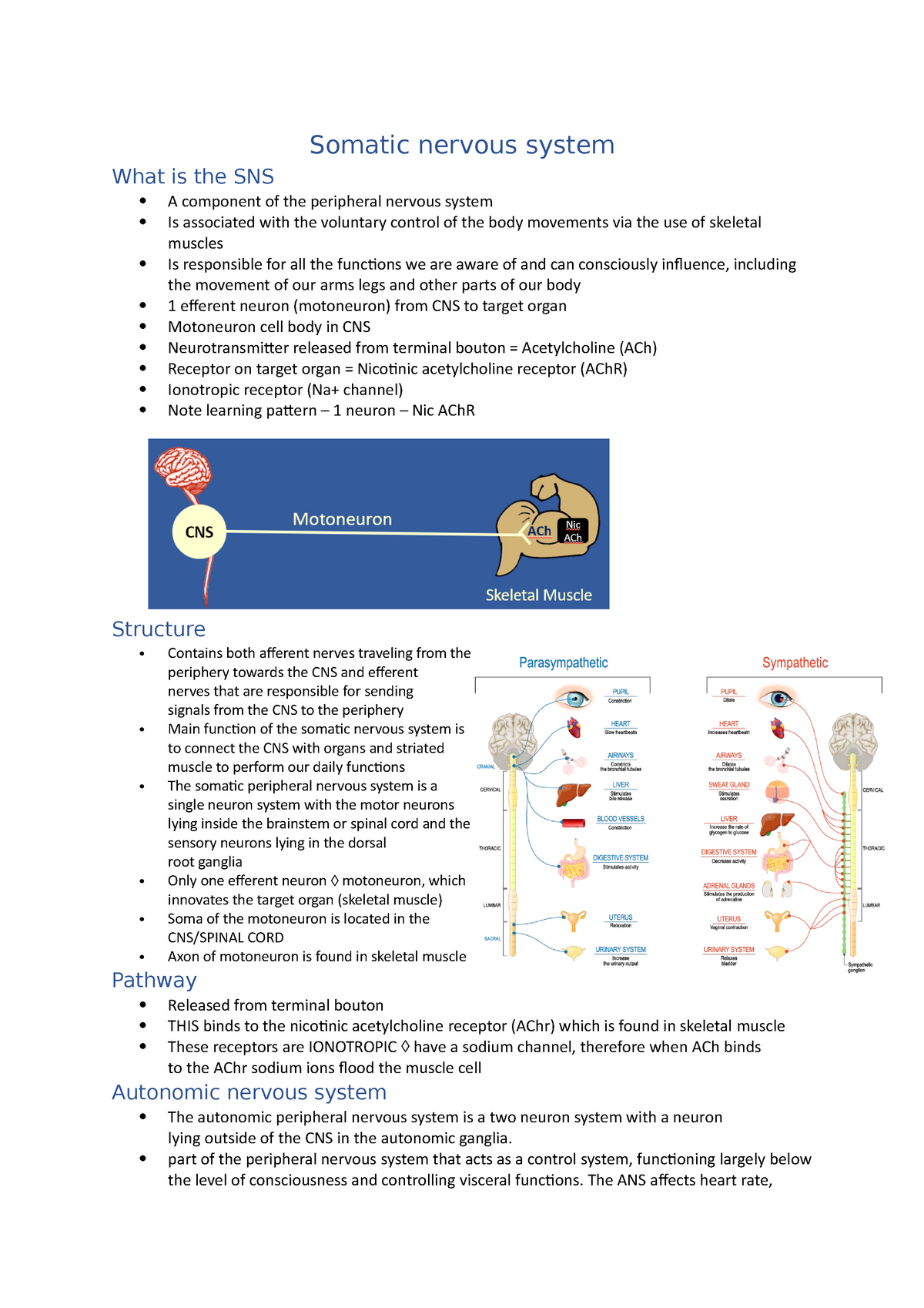 functioning-of-the-autonimoc-nervous-system-diagram-quizlet