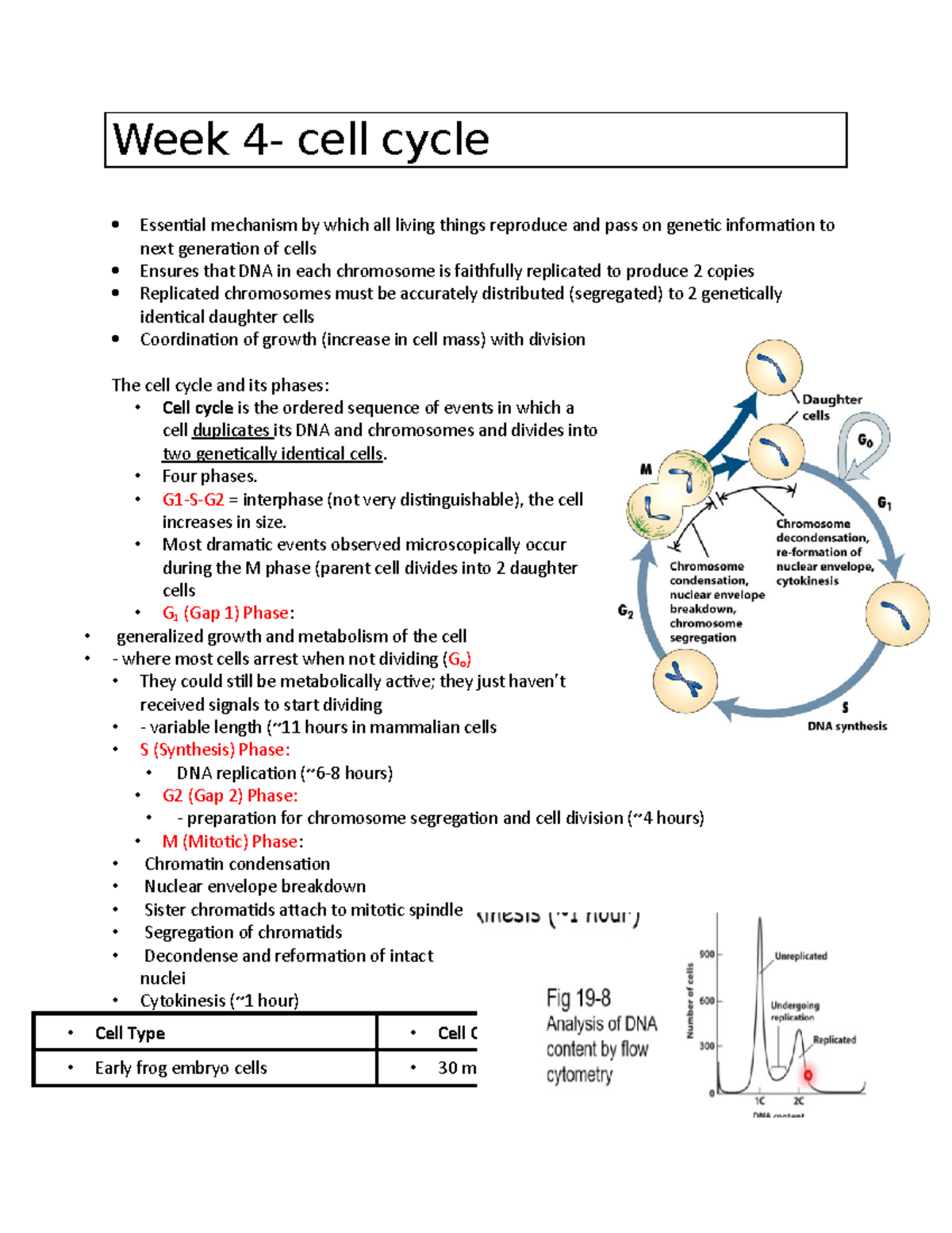 Cell Cycle Essential Mechanisms and Phases - Studocu