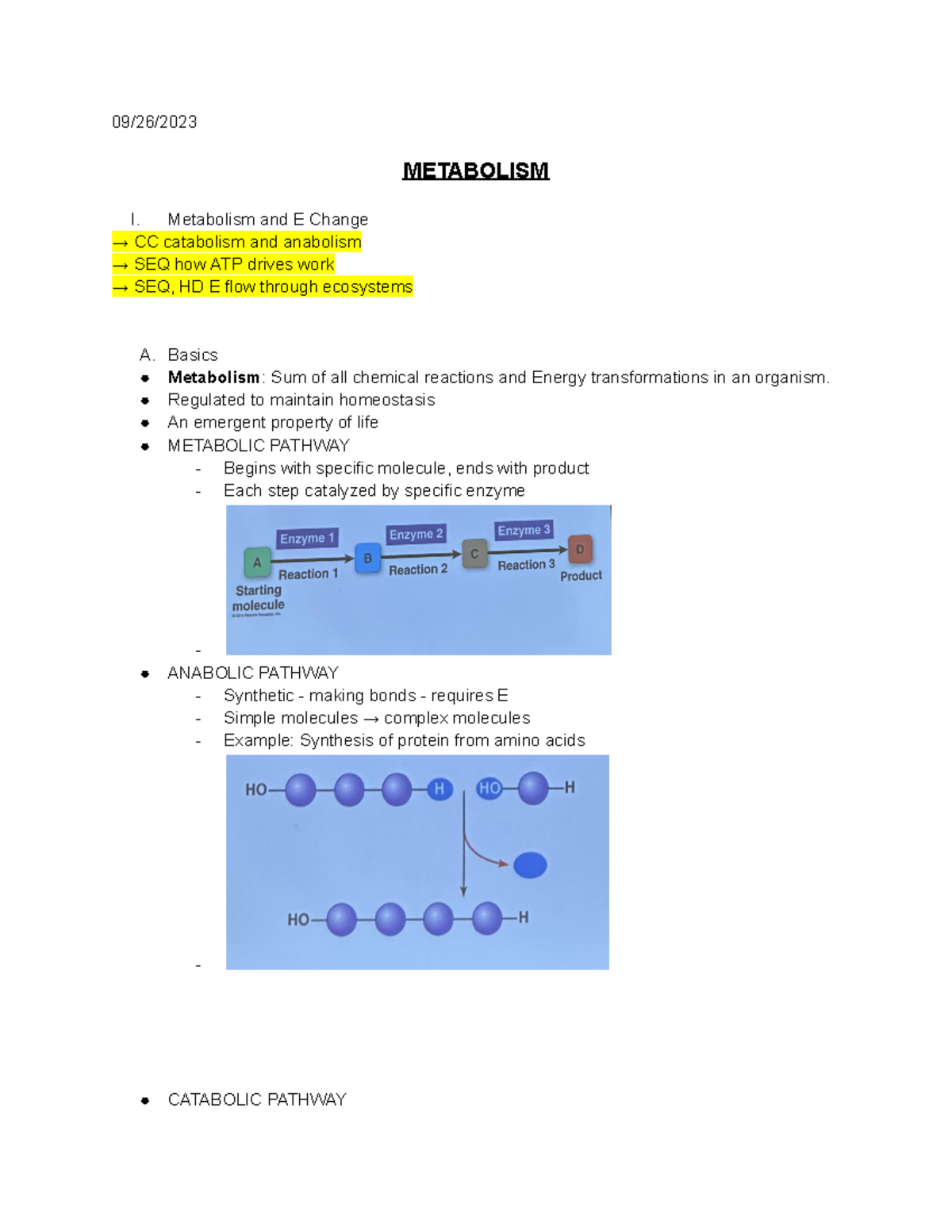 Bio Lecture 7 - Stern notes - 09/26/ METABOLISM I. Metabolism and E ...