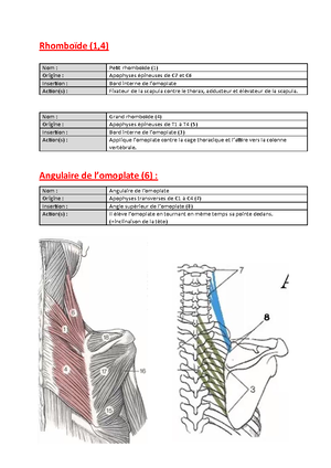 9. muscles courts de la main - Interosseux palmaires (1) : Nom ...