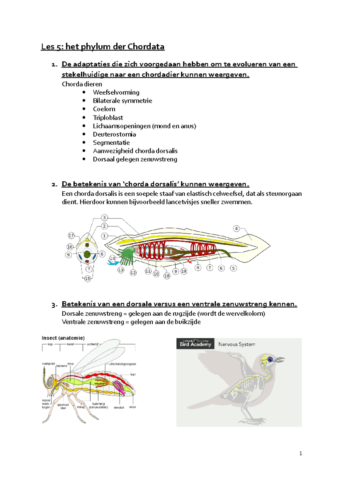 Dierkunde Studeertips Les 5 Les Het Phylum Der Chordata De Adaptaties Die Zich Voorgedaan Hebben Om Te Ev Olueren Van Een Stekelhuidige Naar Een Chordadier Studocu