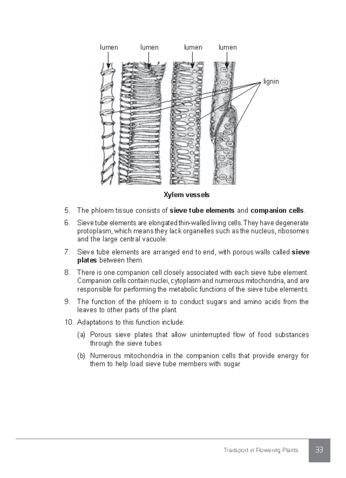 39 - hello - Transport in Flowering Plants 33 Xylem vessels lumen lumen ...