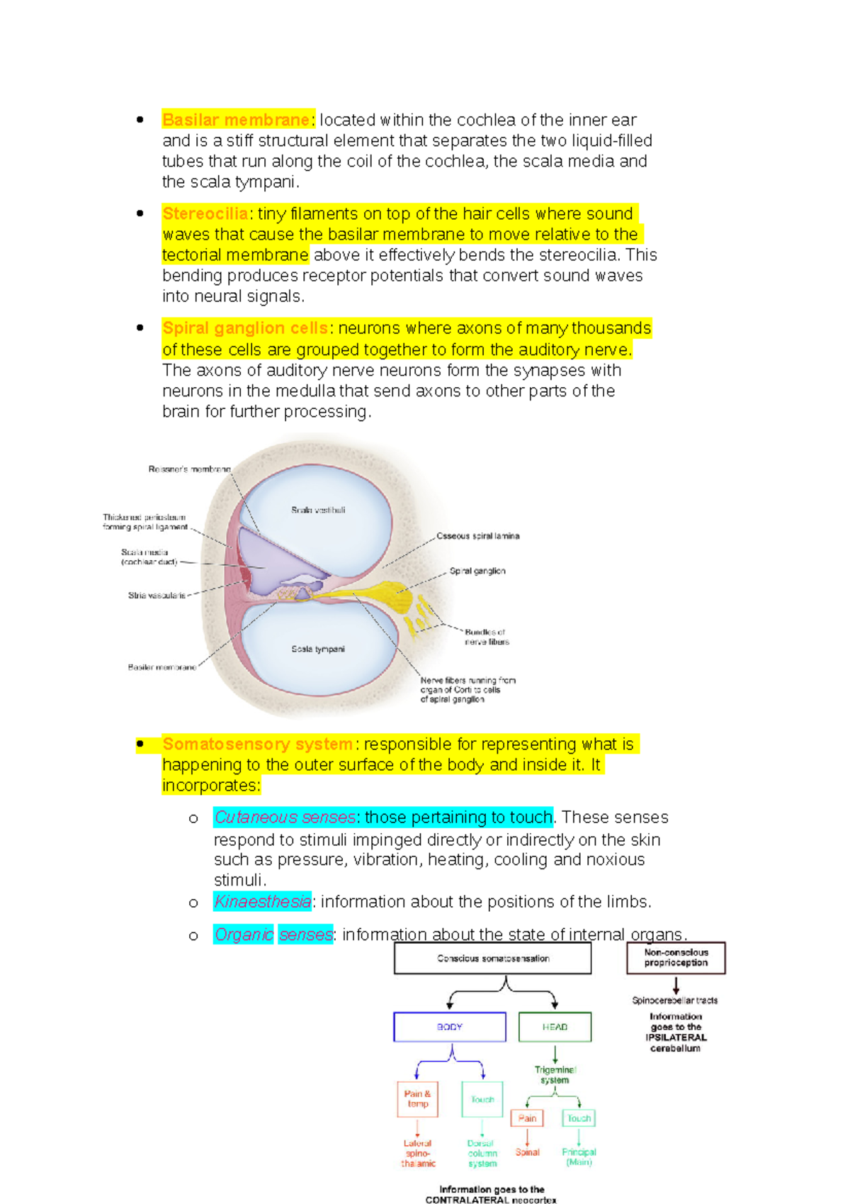 Week 3 - Lecture notes 3 - Basilar membrane : located within the ...