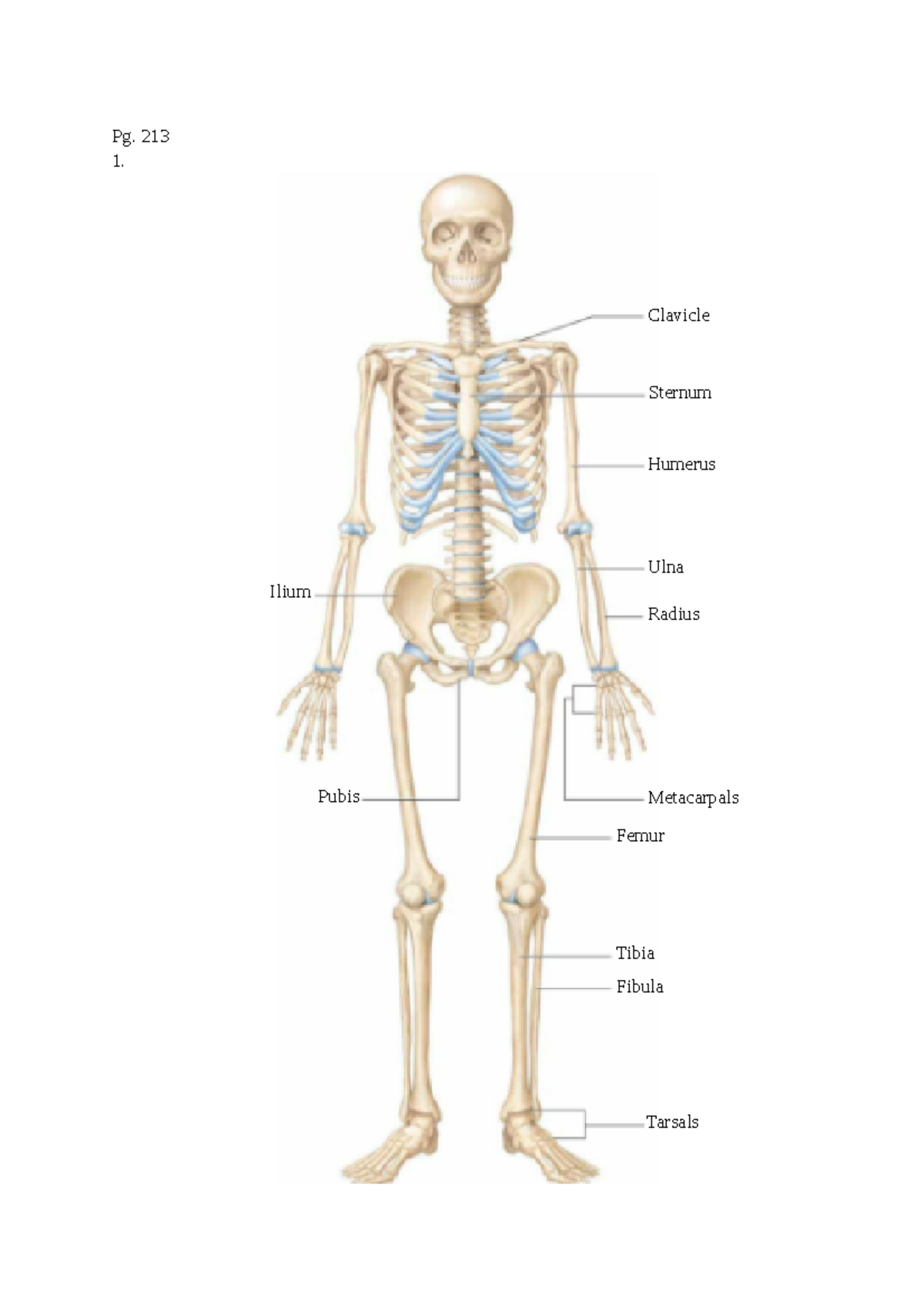 Lab Week 5 - lab worksheet - Pg. 213 1. Pubis Tarsals Fibula Tibia ...