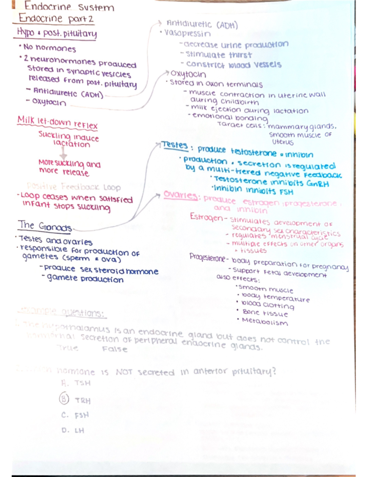 endocrine system part 2 - BIOL 2260 - Studocu