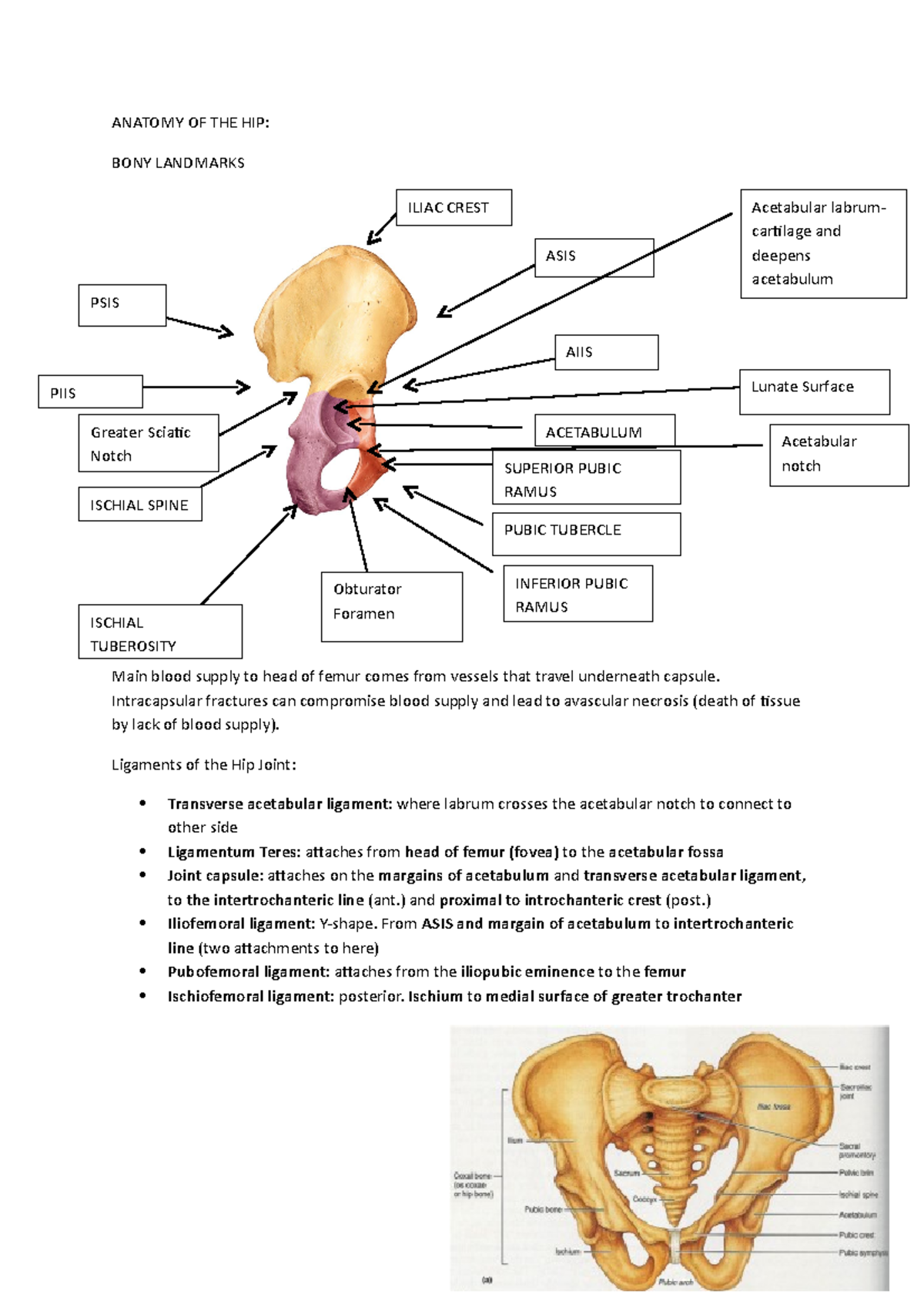 Lecture Notes, Anatomy of the Hip - ANATOMY OF THE HIP: BONY LANDMARKS ...