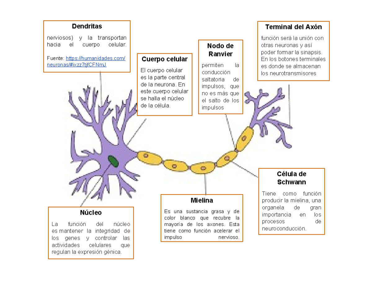 Neurona - Dendritas nerviosos) y la transportan hacia el cuerpo celular ...