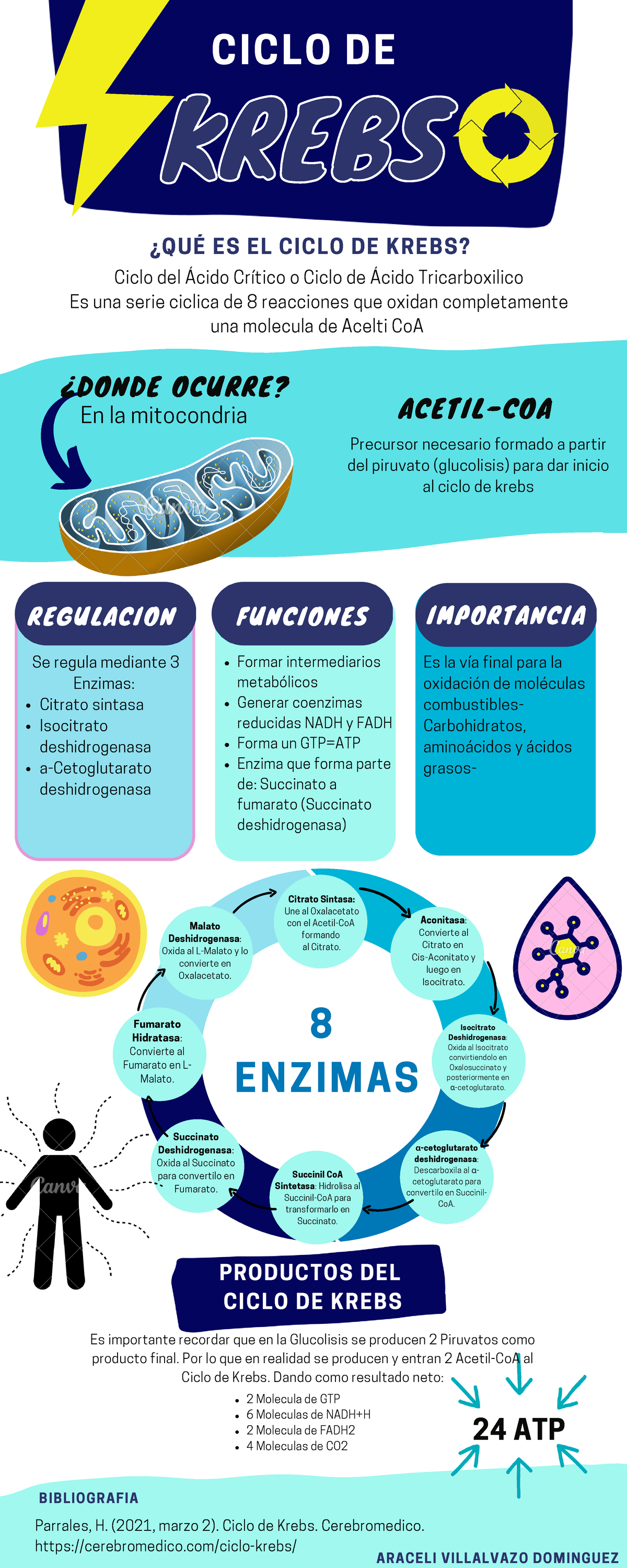 Act Ciclo De Krebs Infografia Regulacion Funciones Krebskrebs