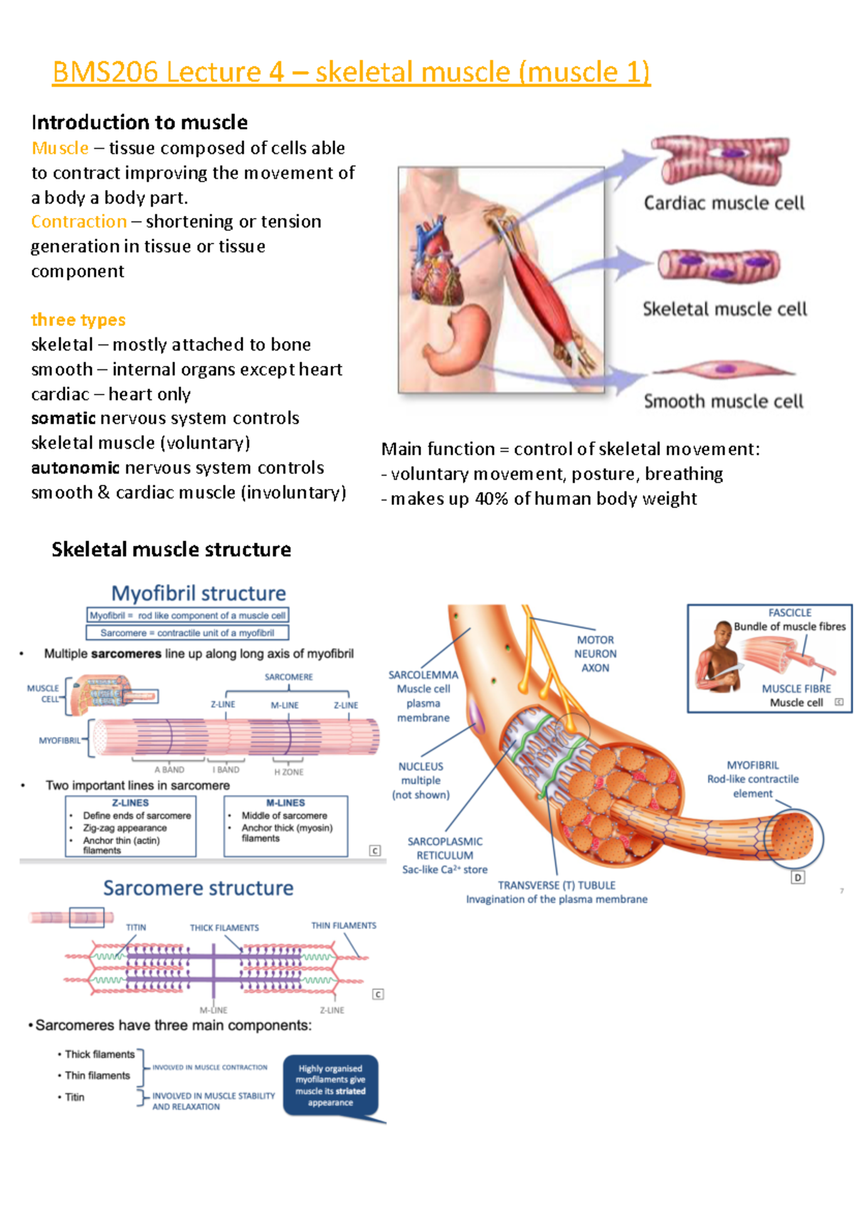 BMS206 lect 4-6 - lectures 1-4 - BMS206 Lecture 4 – skeletal muscle ...