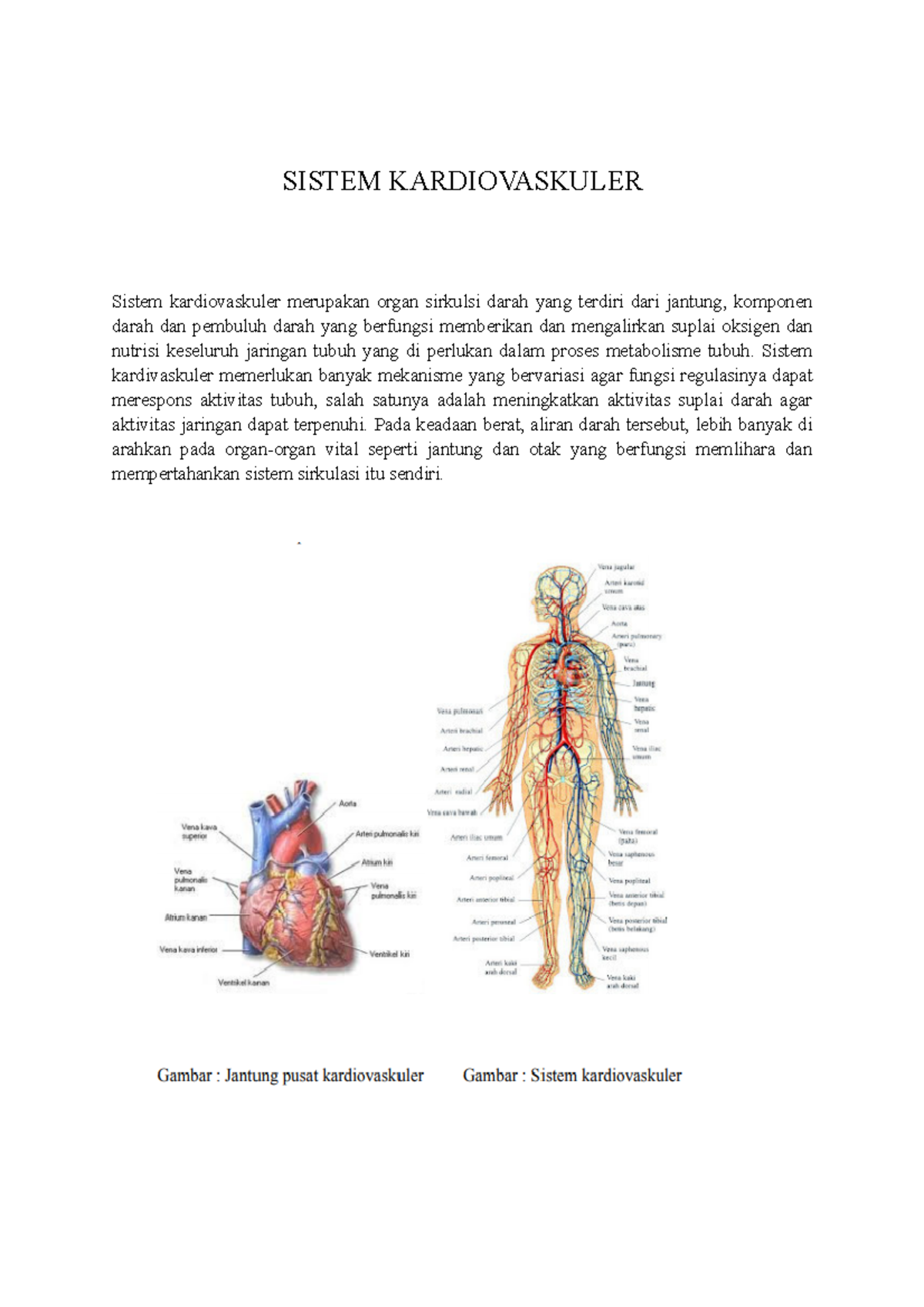 Tugas Sistem Kardiovaskuler - SISTEM KARDIOVASKULER Sistem ...