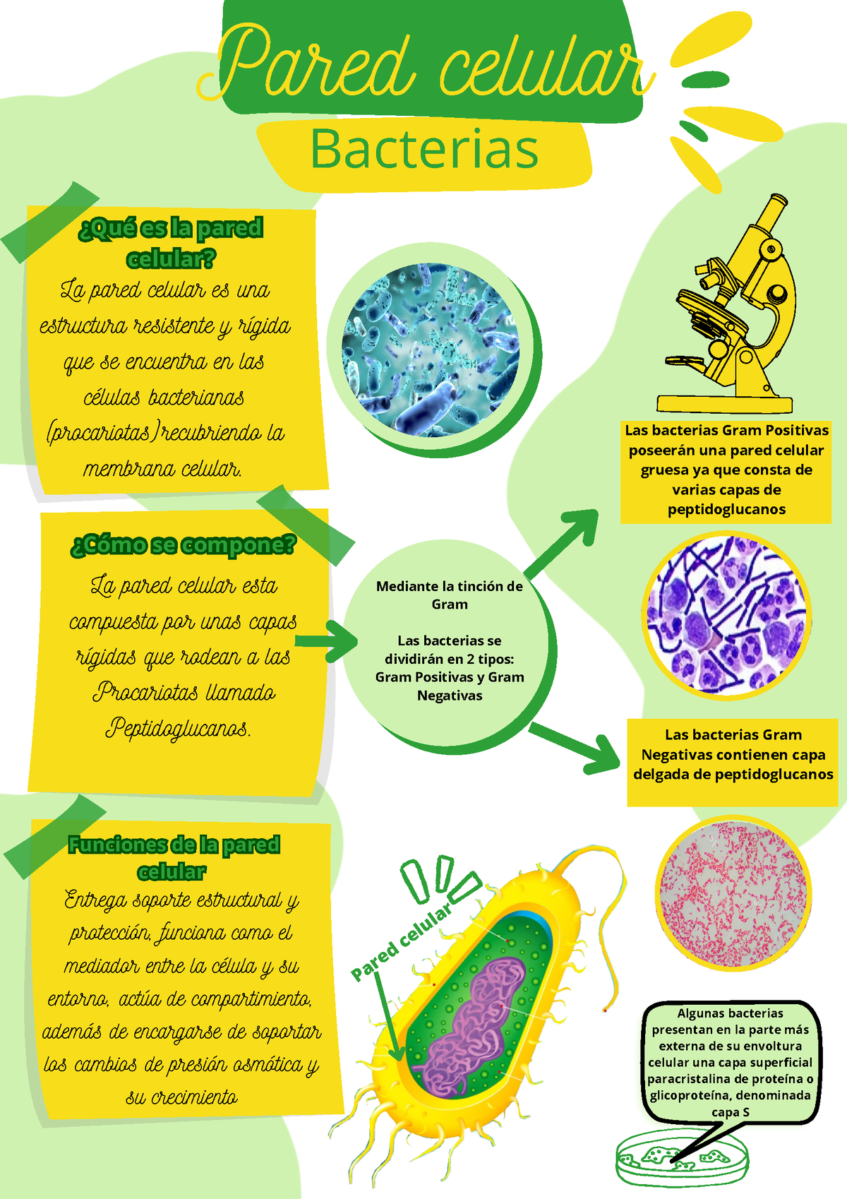 Pared Celular - Imagen Para Estudiar - Pared Celular Bacterias Pared ...