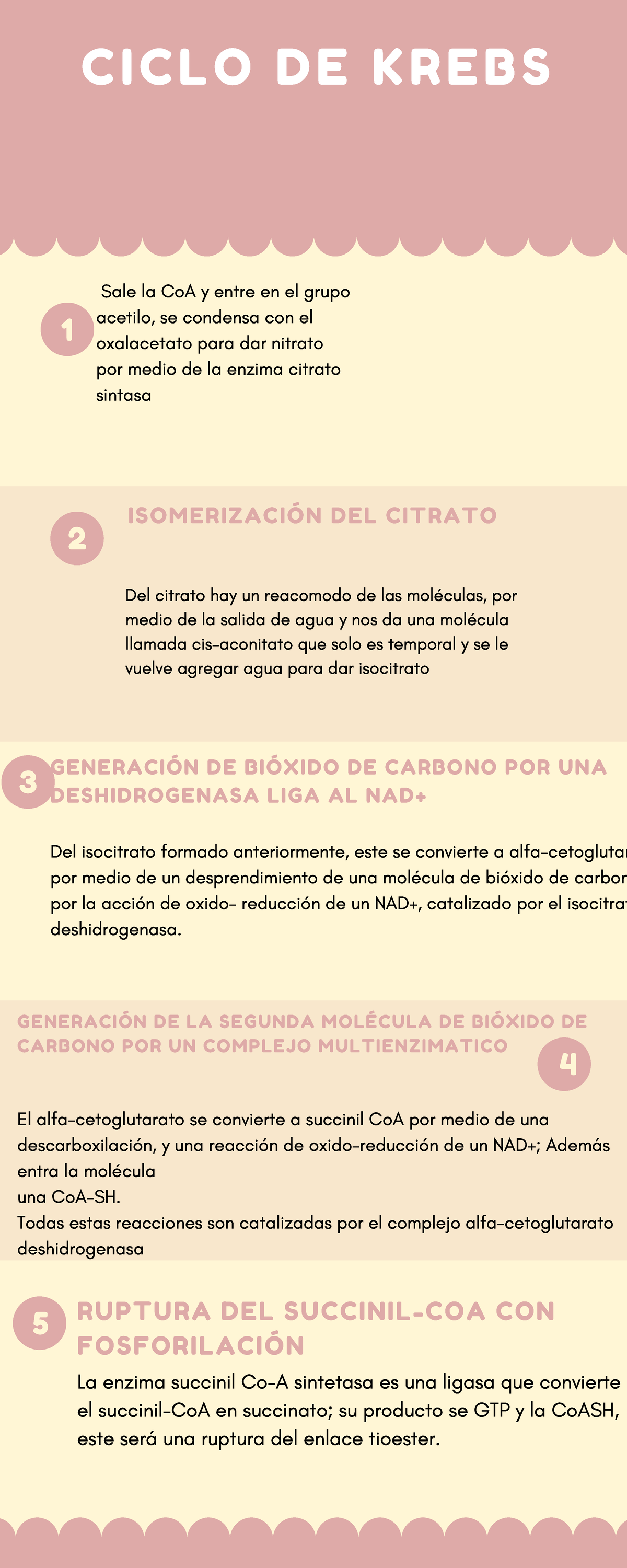 Ciclo De Krebs Infografia Ciclo De Krebs Sale La Coa Y Entre En El