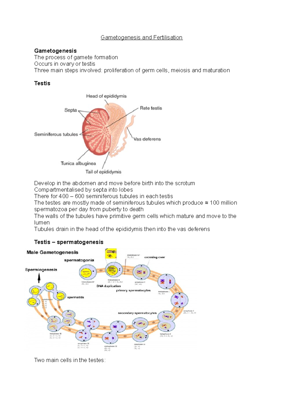 Gametogenesis and Fertilisation - Gametogenesis and Fertilisation ...