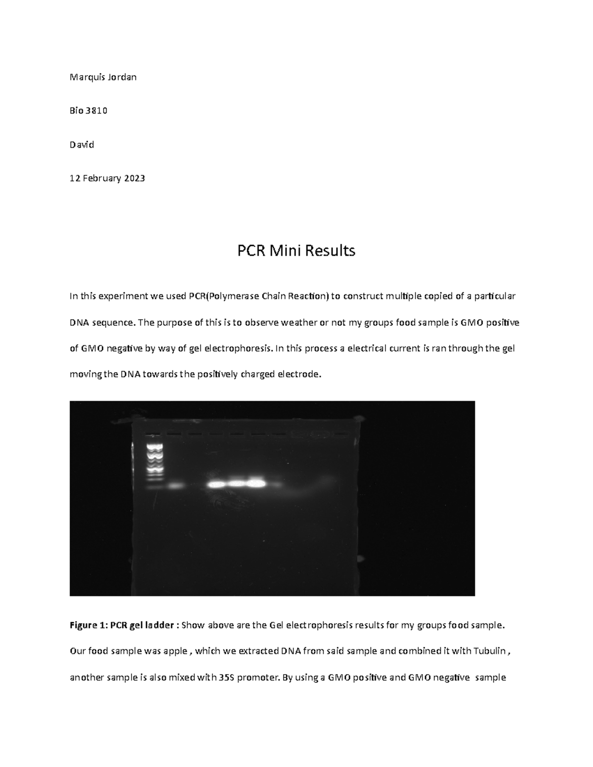 PCR mini results - Marquis Jordan Bio 3810 David 12 February 2023 PCR ...