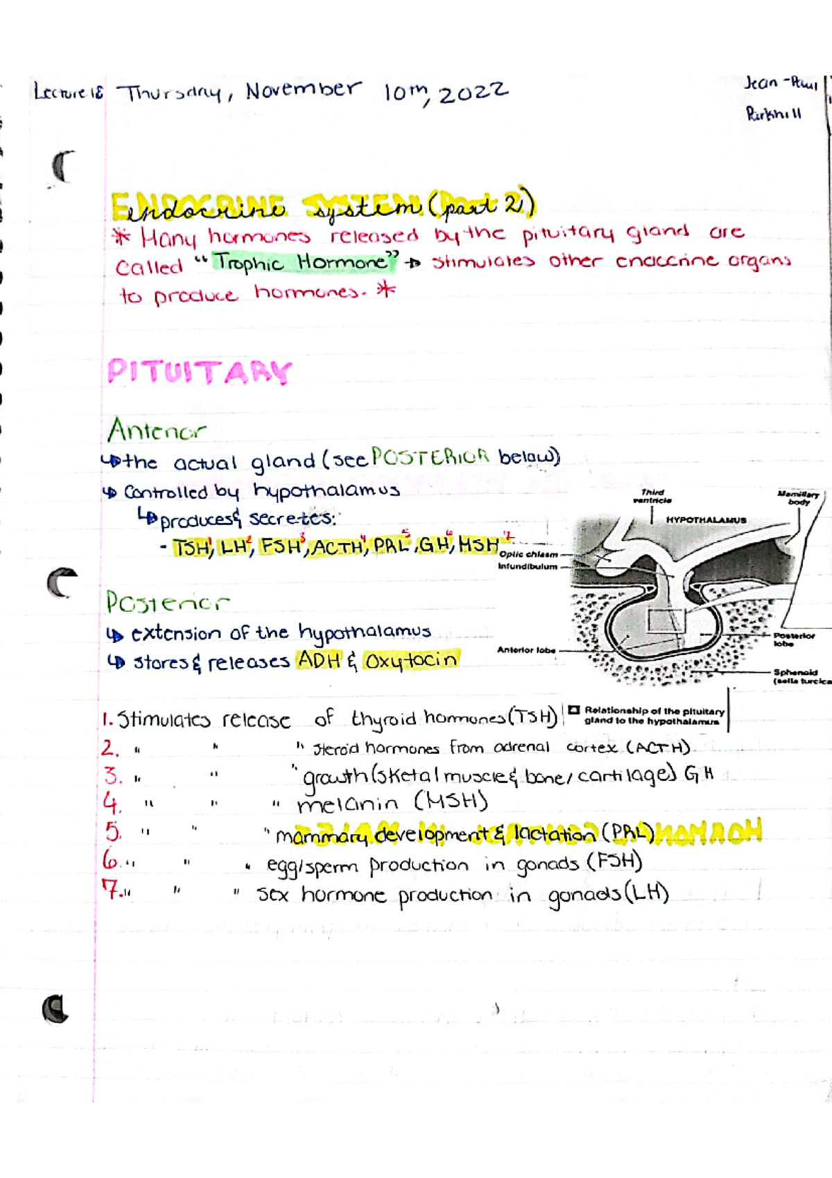 Endocrinesystem part2 bio notes - 101-901-RE - Studocu