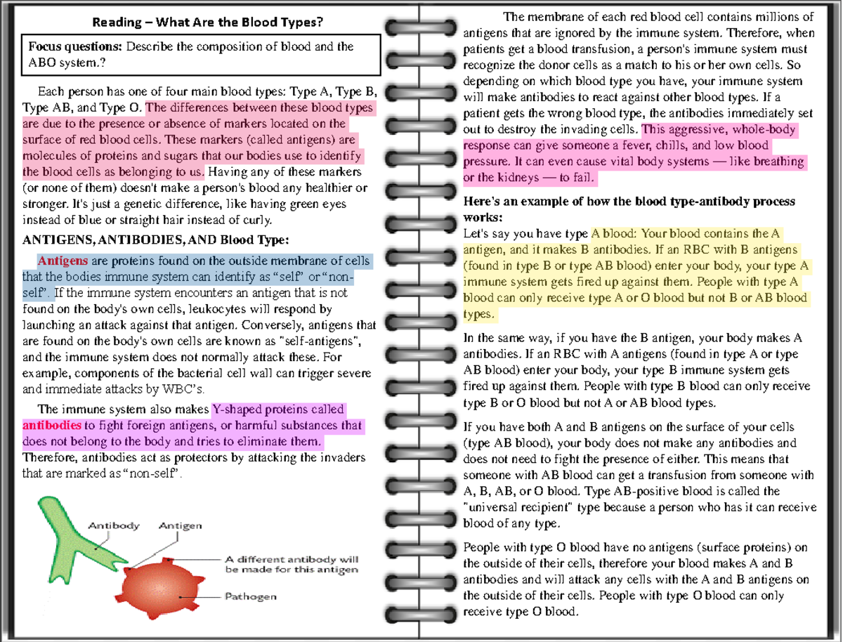 Melanie Porcel - Reading - What are the Blood Types - Focus questions ...