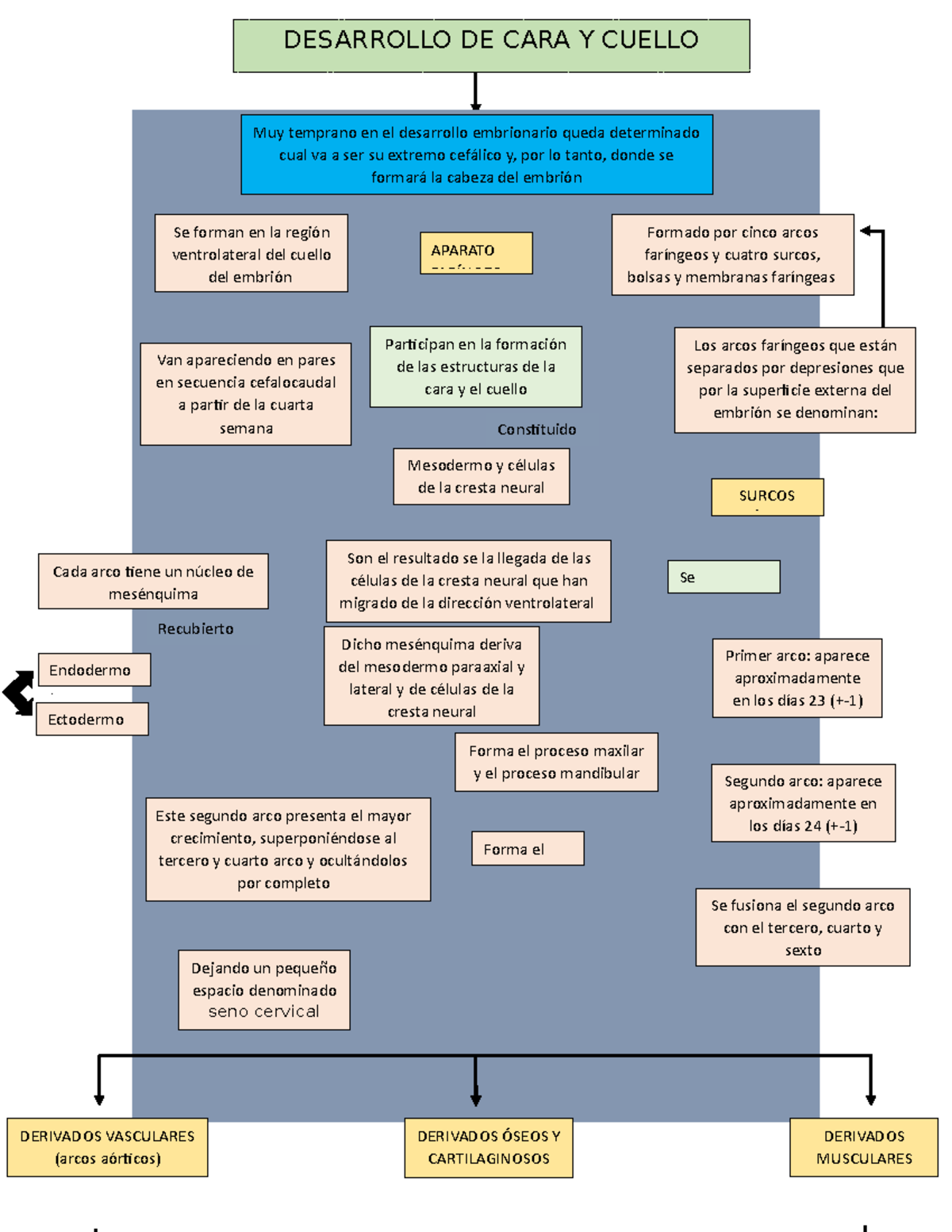 Mapa Cara Y Cuello Mapa Conceptual Dicho Mes Nquima Deriva Del Mesodermo Paraaxial Y Lateral