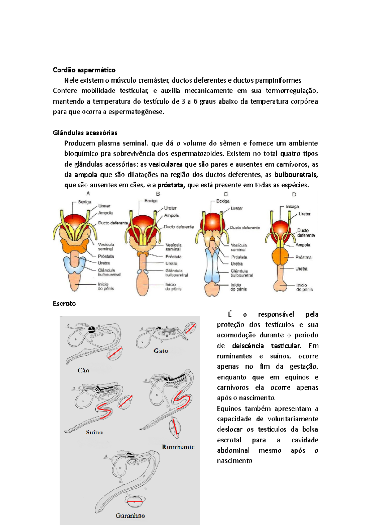 Cordão espermático - RESUMOS DE AULA - Cordão espermático Nele existem ...