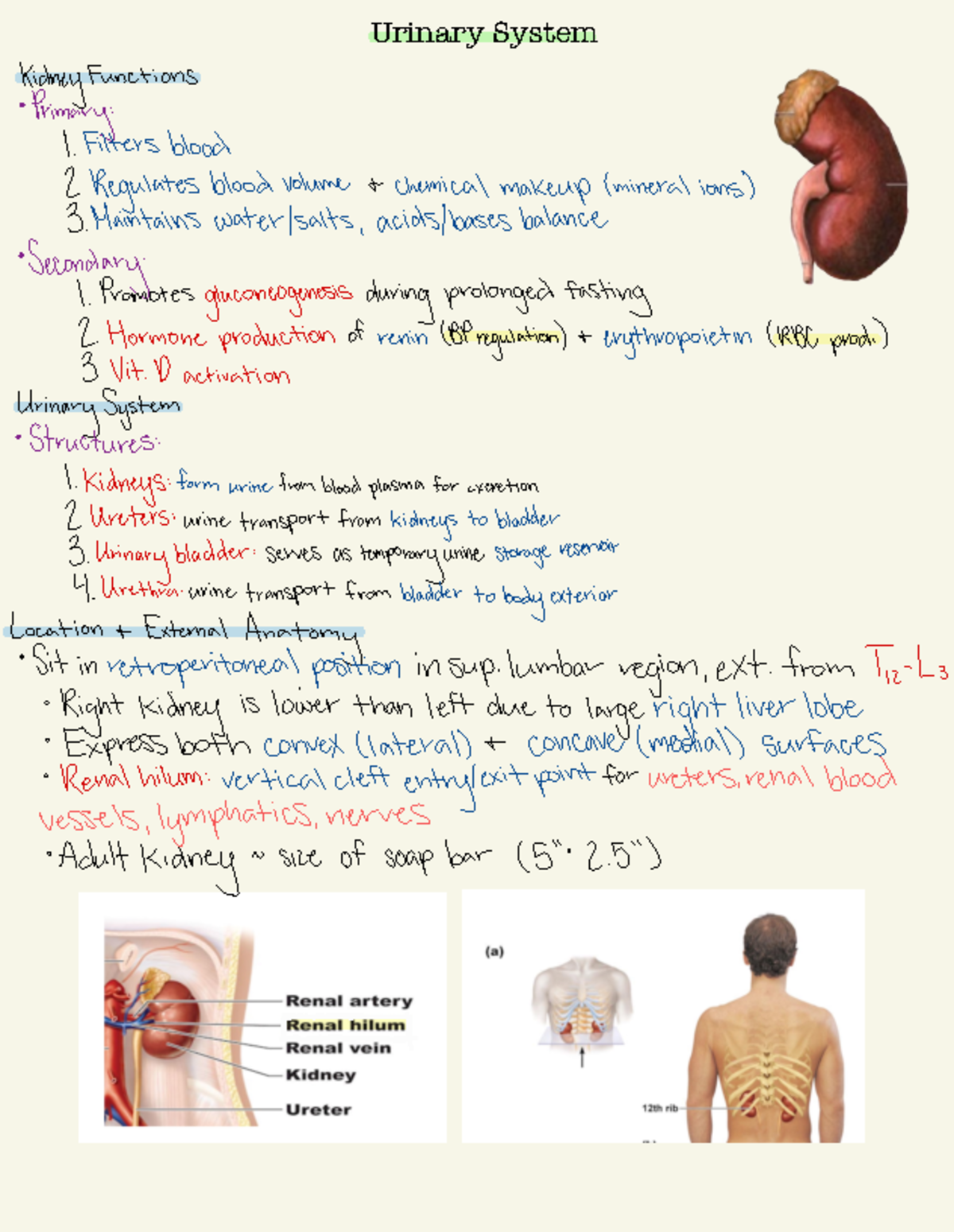 Urinary System - Ravine - Urinary System Kidney Functions • Primary ...