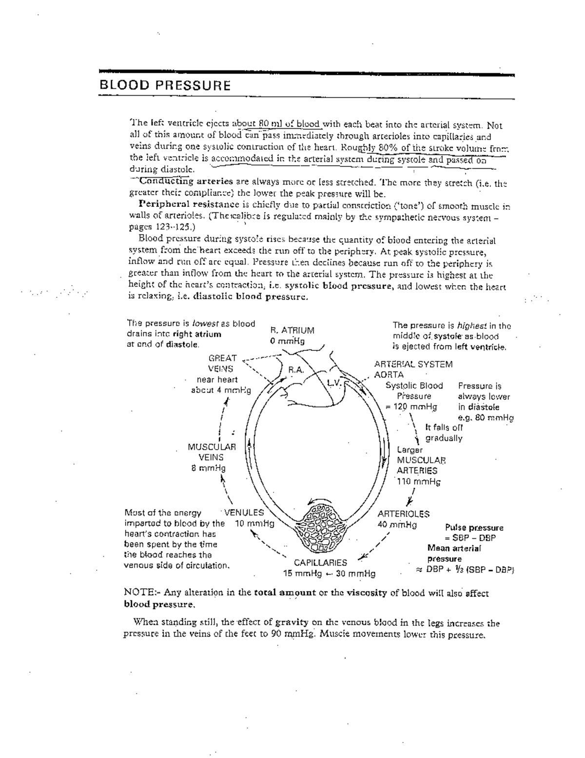 Heart System Handout - BIOL 2402 - Studocu