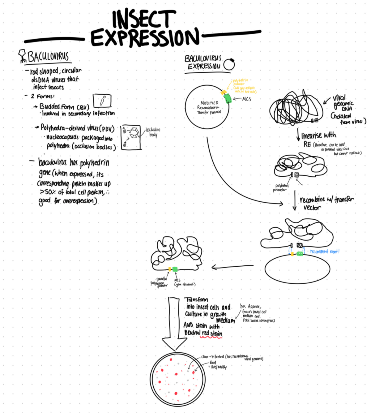BCMB Incomplete summaries - INSECT EXPRESSION OF T BACULOVIRUS ...