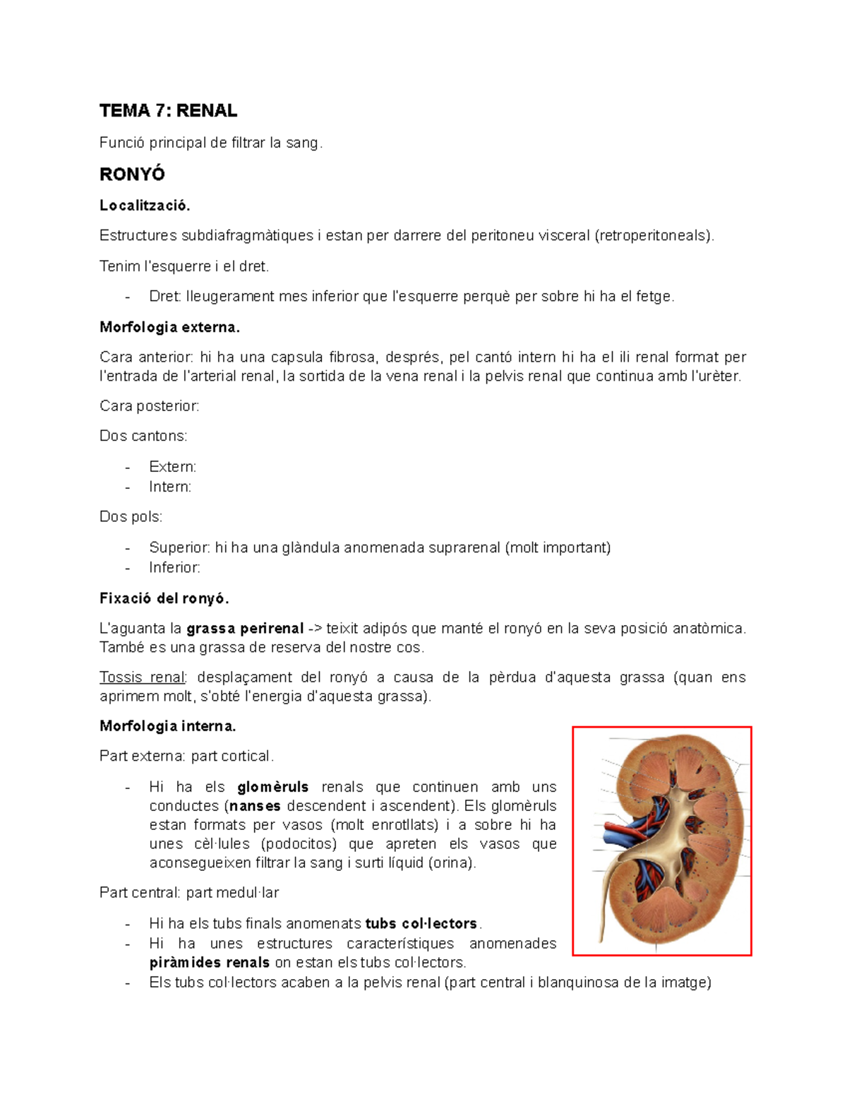 Anatoma III - TEMA 7: RENAL Funció principal de filtrar la sang. RONYÓ ...