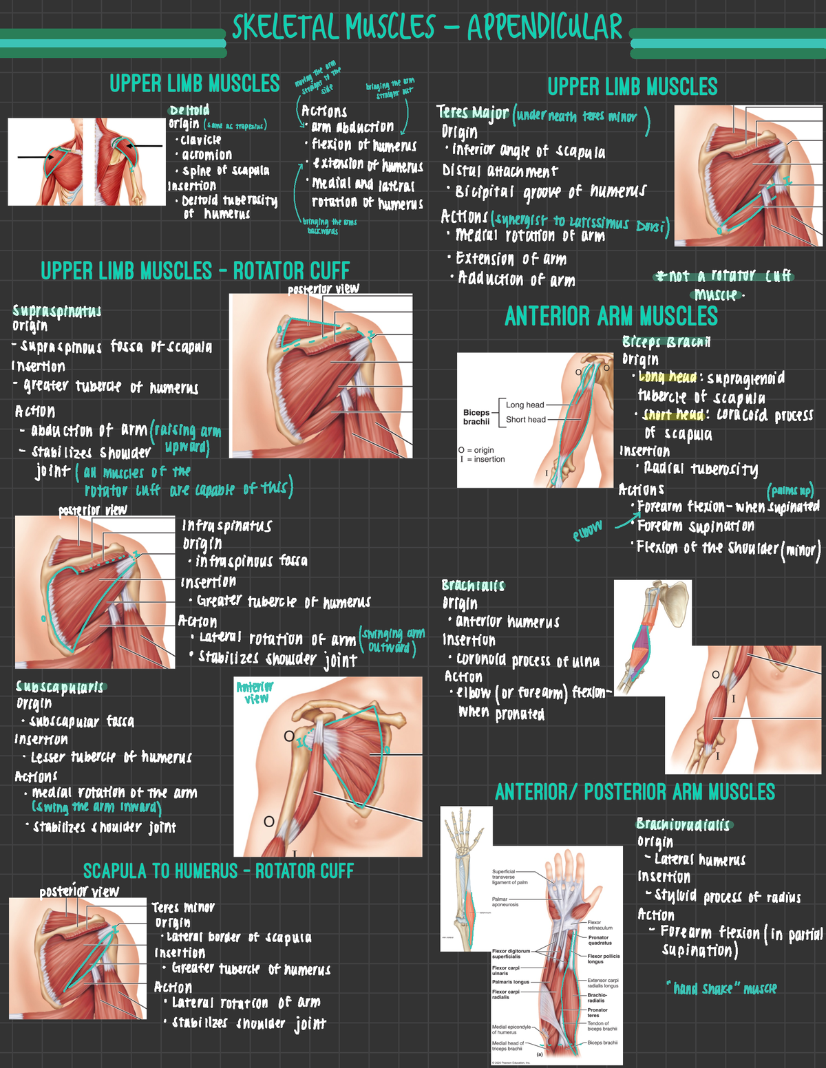 PDF 2 - ndg - moving the arm straight to the side bringing straight the ...