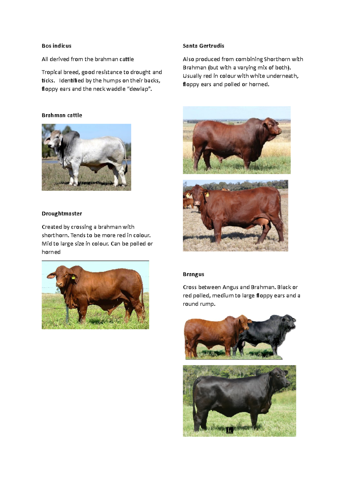 COW Breeds - Bos indicus All derived from the brahman cattle Tropical ...