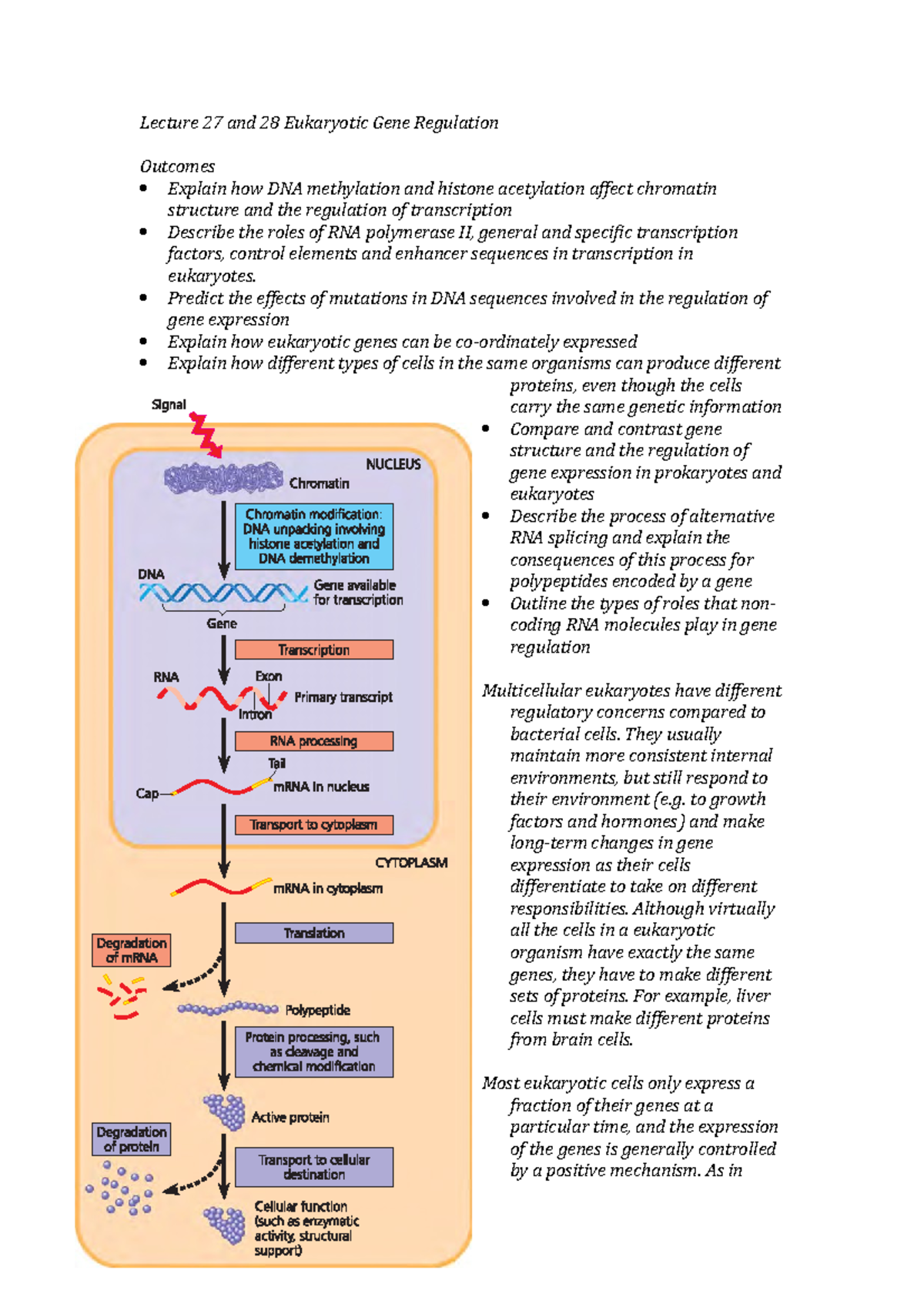 Lecture 27 and 28 Eukaryotic Gene Regulation - Lecture 27 and 28 ...