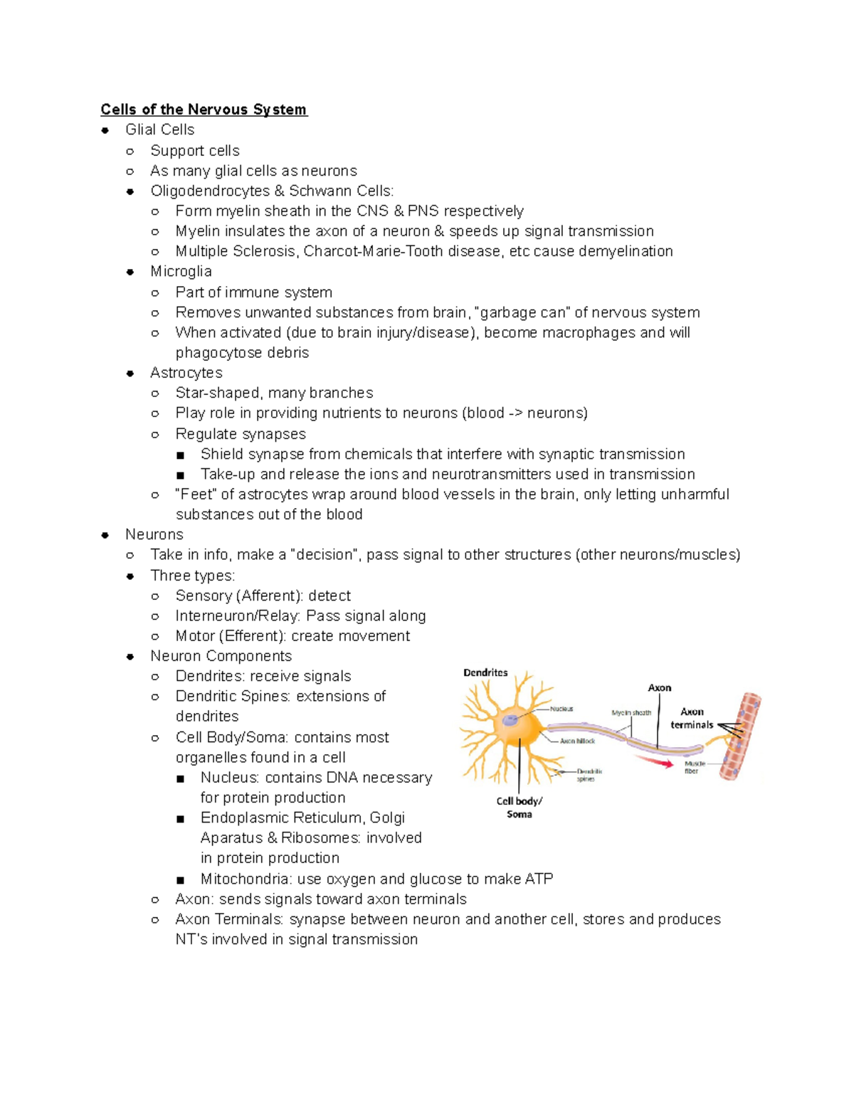 PS - 267 Full Course Notes - Cells of the Nervous System Glial Cells ...
