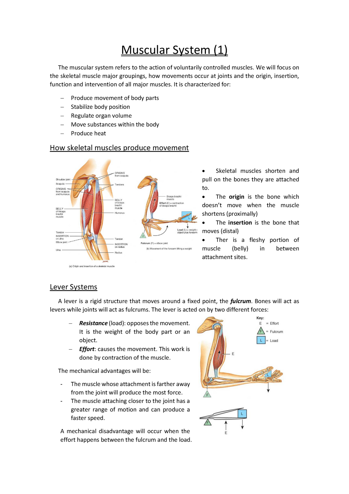 Unit 3. Muscular System 1 - Warning: TT: undefined function: 32 Warning ...