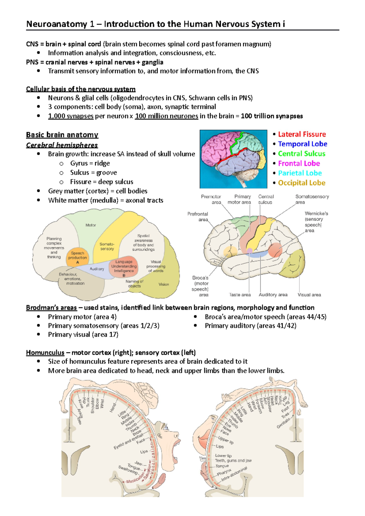 Neuroanatomy 1 - Introduction To The Human Nervous System I - PNS ...