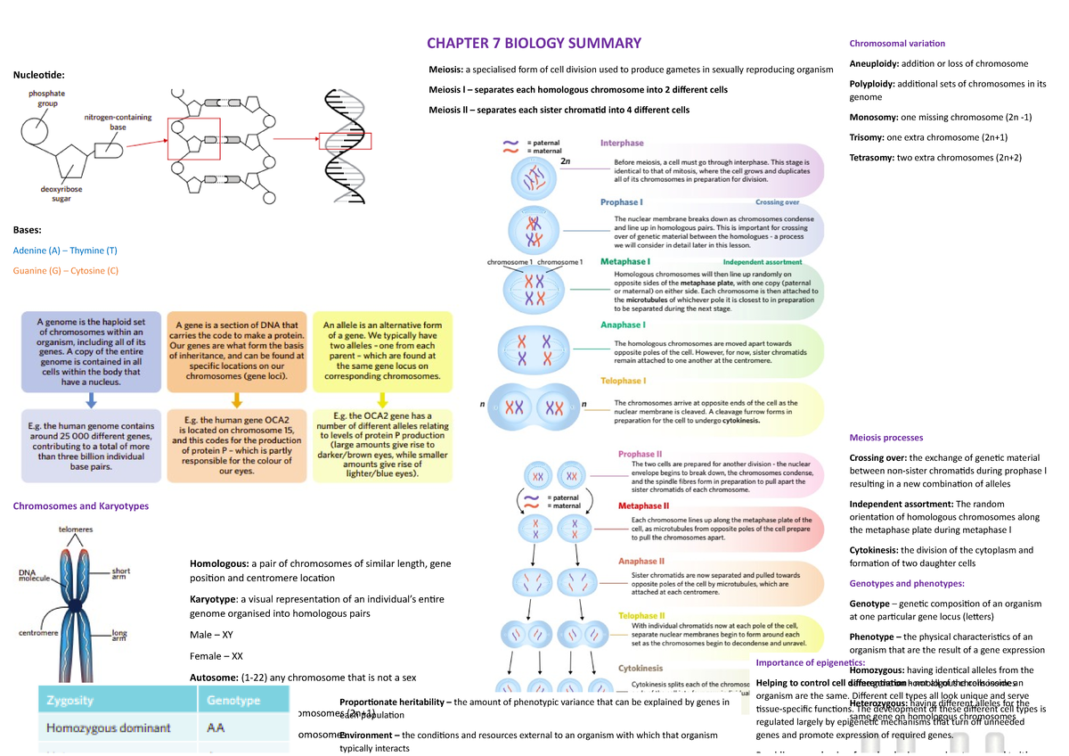 Chapter 7 Biology Summary - CHAPTER 7 BIOLOGY SUMMARY HAPTER 7 BIOLOGY ...