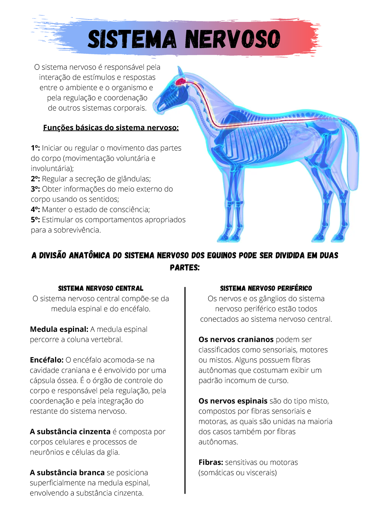 Sistema Nervoso Resumo Sistema Nervoso Funções Básicas Do Sistema Nervoso 1º Iniciar Ou 5317