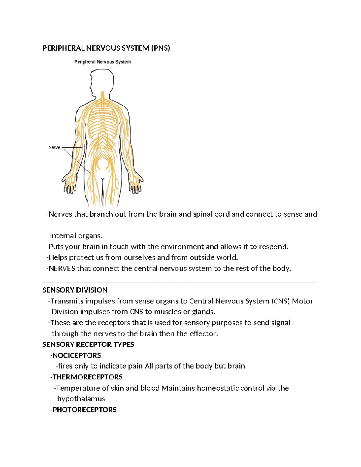 Peripheral Nervous System - PERIPHERAL NERVOUS SYSTEM (PNS) -Nerves ...