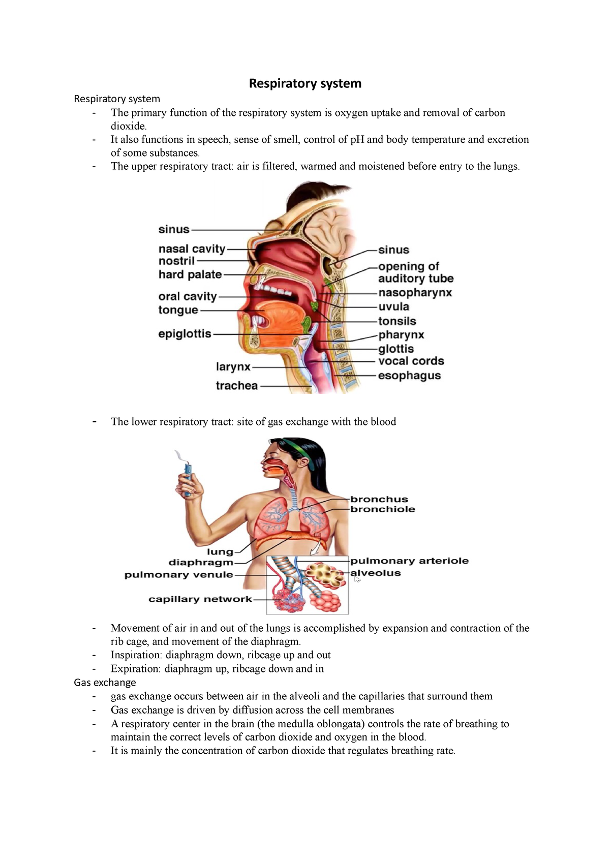 Respiratory System Lecture Respiratory System Respiratory System