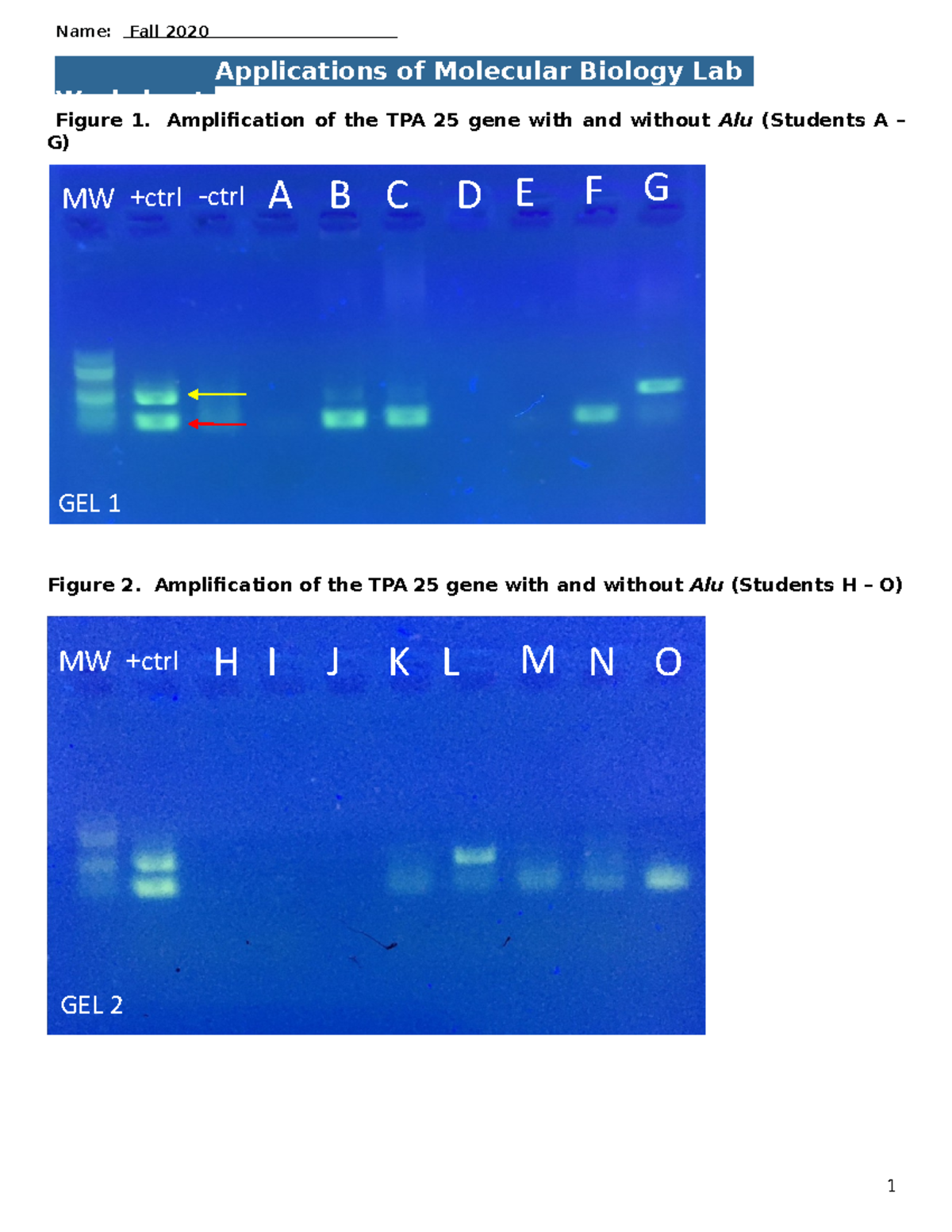 10 PCR Lab Worksheet F20 Applications of Molecular Biology Lab