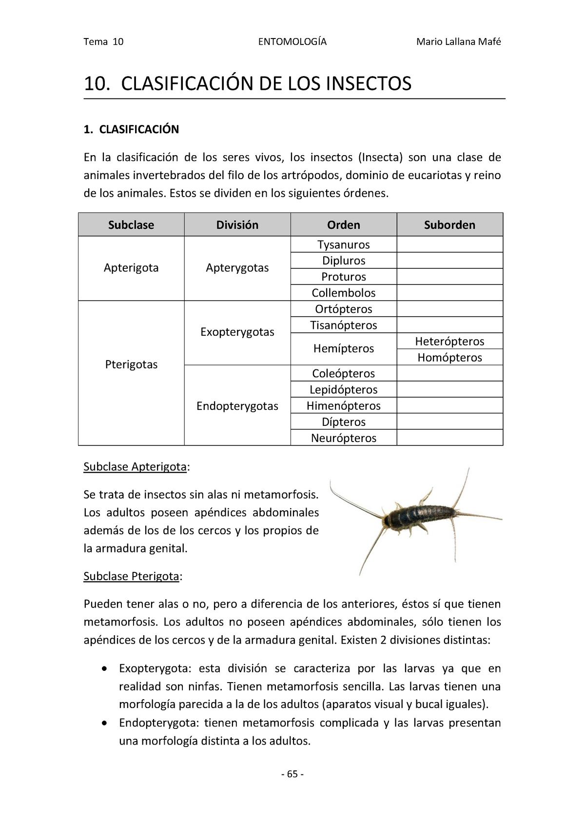 10 Clasificación De Los Insectos Tema 10 EntomologÍa Mario Lallana Mafé 10 ClasificaciÓn De 1309