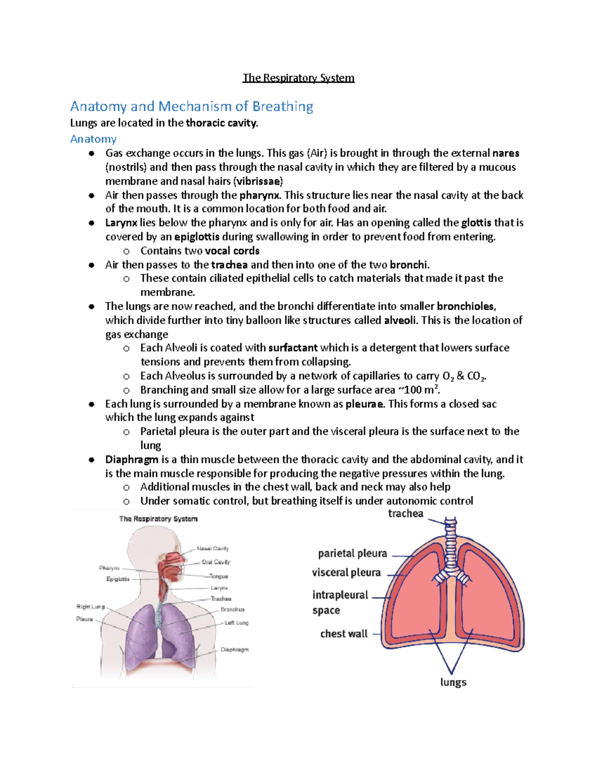 The Respiratory System - The Respiratory System Anatomy and Mechanism ...