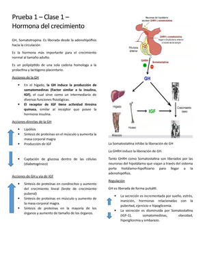 La hipófisis Apuntes 4 La hipófisis glándula pituitaria es  